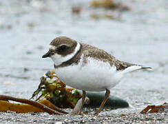 Semipalmated Plover