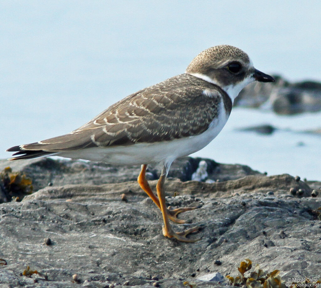 Semipalmated Ploverjuvenile