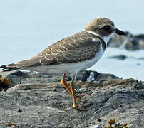 Semipalmated Plover