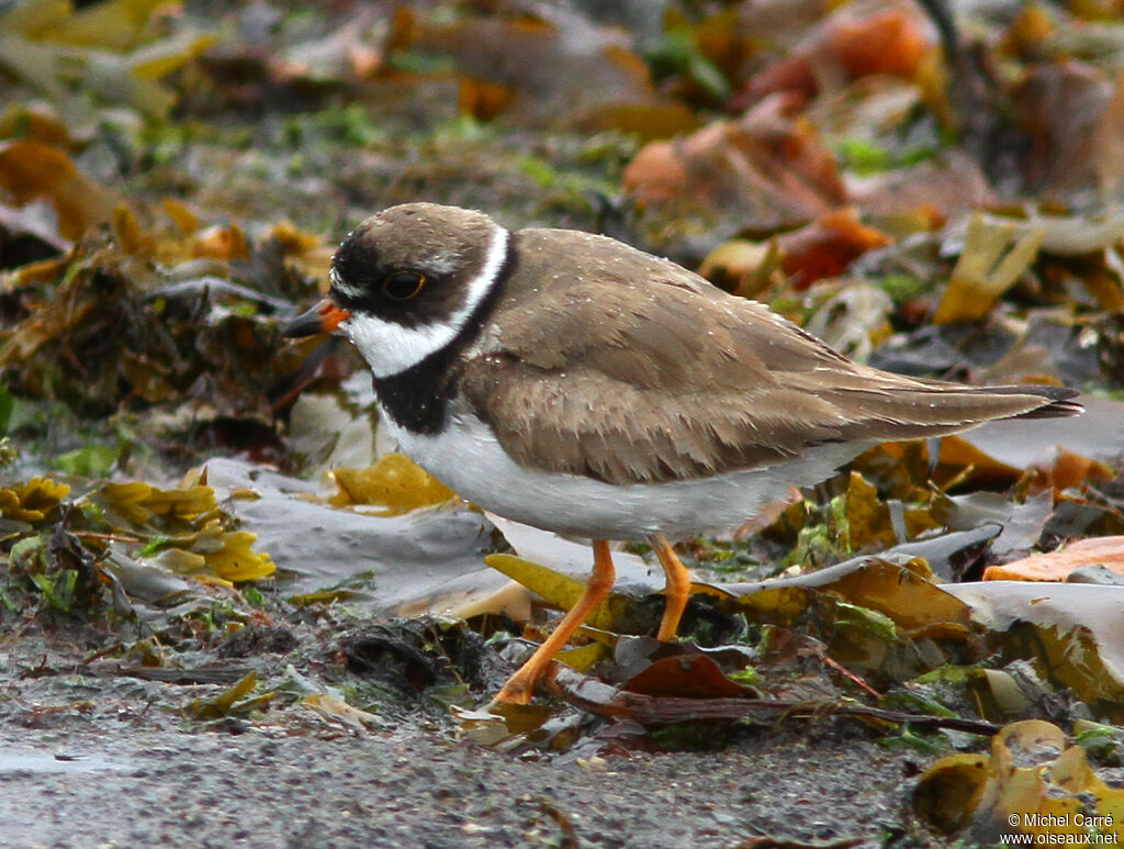 Semipalmated Ploveradult breeding