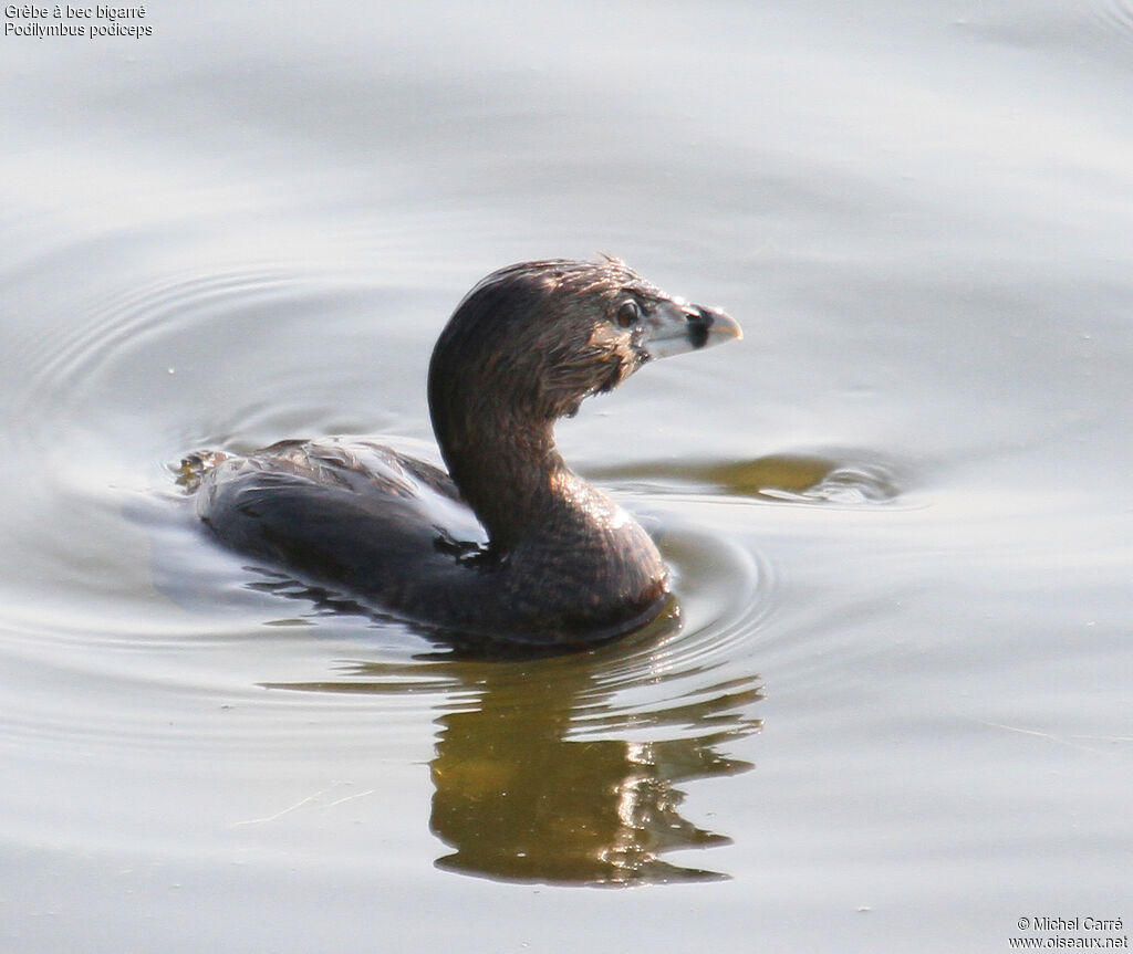 Pied-billed Grebeadult breeding