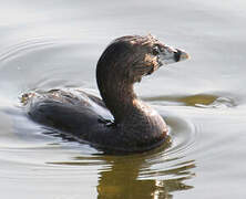 Pied-billed Grebe