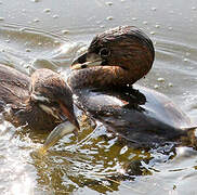 Pied-billed Grebe