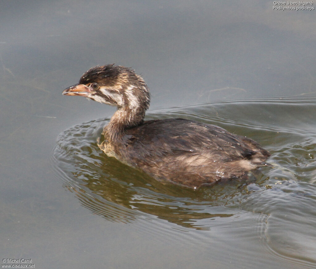 Pied-billed Grebejuvenile