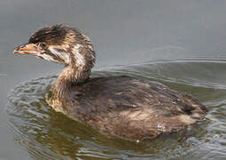 Pied-billed Grebe