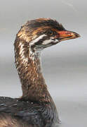 Pied-billed Grebe