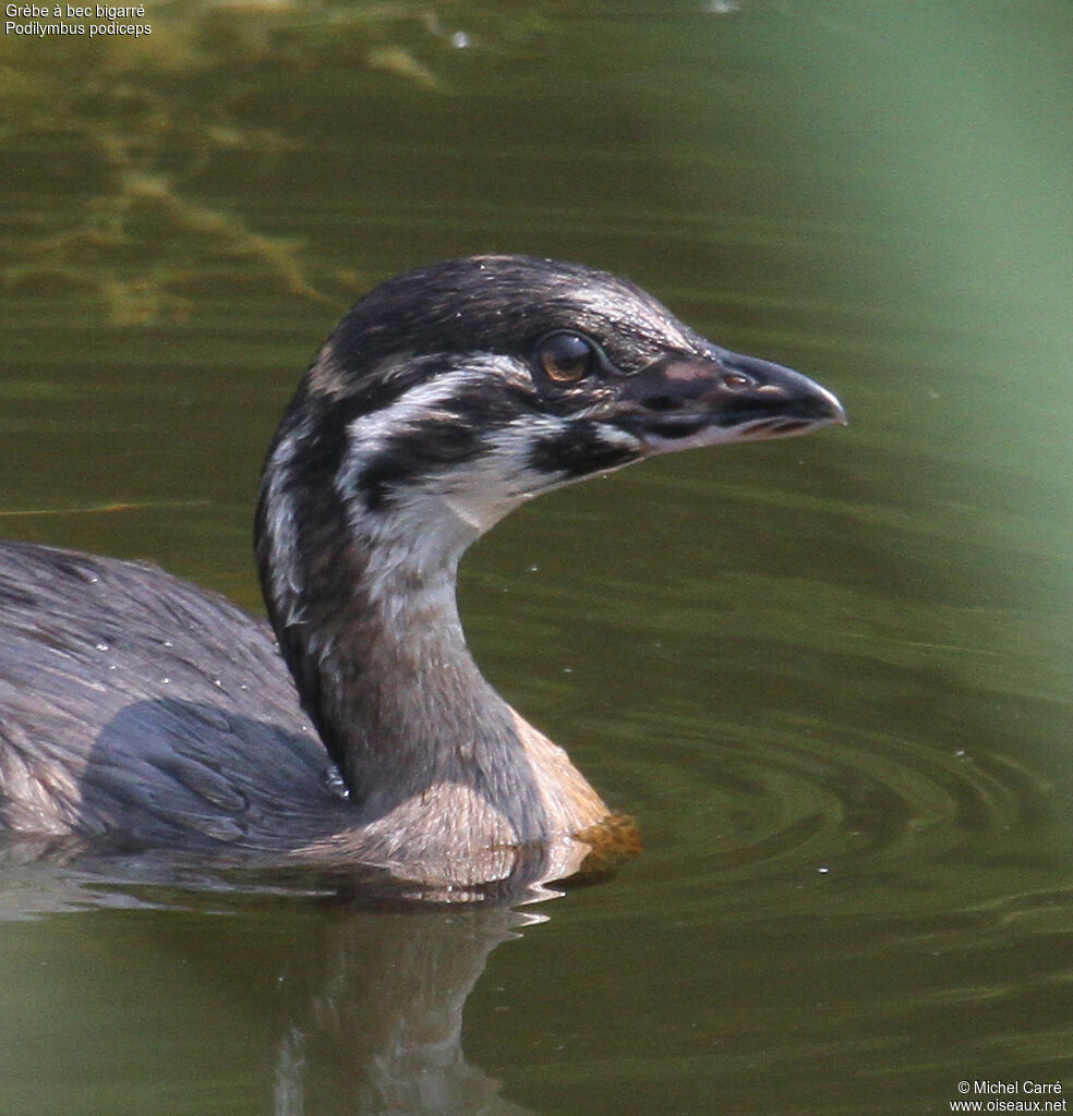 Pied-billed Grebejuvenile