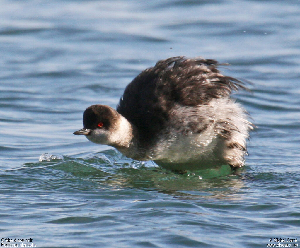 Black-necked Grebe, Behaviour