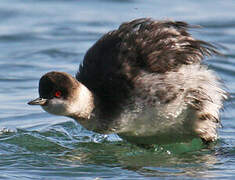 Black-necked Grebe