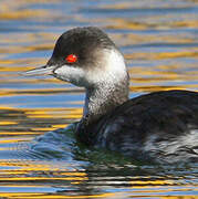 Black-necked Grebe