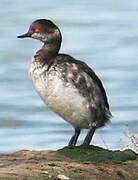 Black-necked Grebe