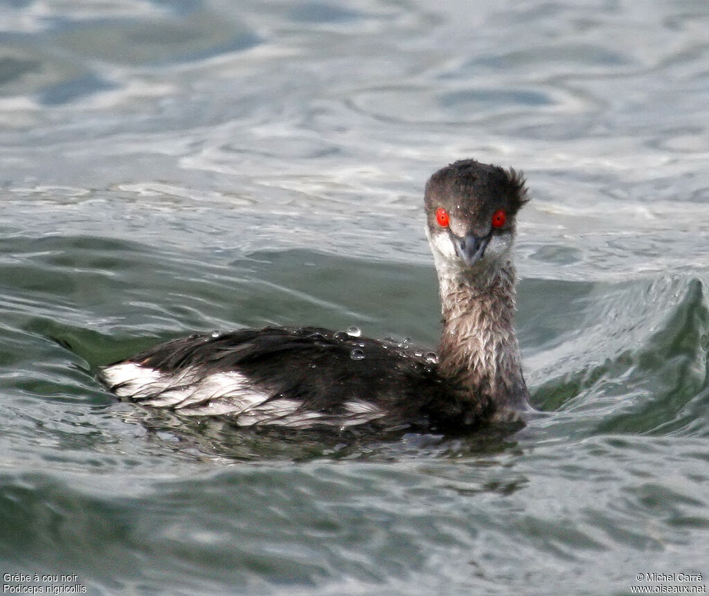 Black-necked Grebeadult post breeding