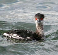 Black-necked Grebe