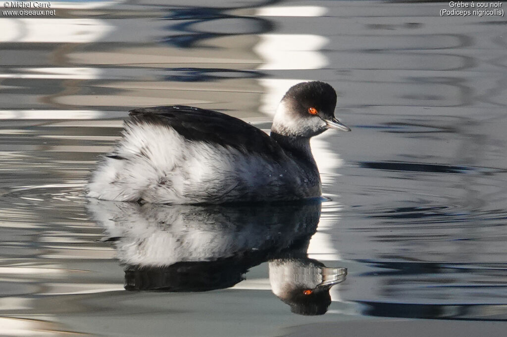 Black-necked Grebeadult post breeding