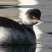 Black-necked Grebe