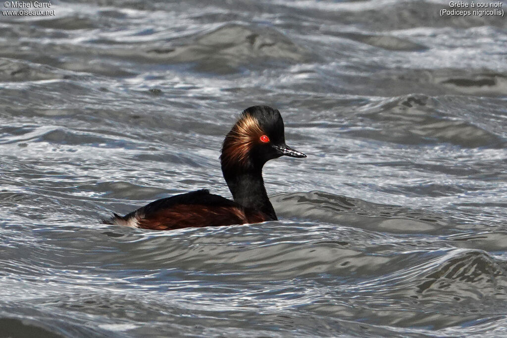 Black-necked Grebeadult breeding