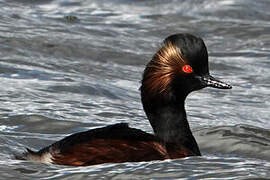 Black-necked Grebe