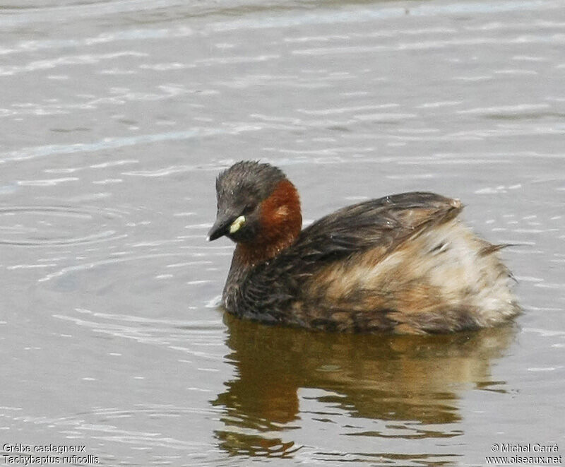 Little Grebe