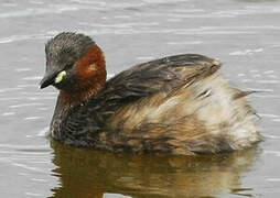 Little Grebe