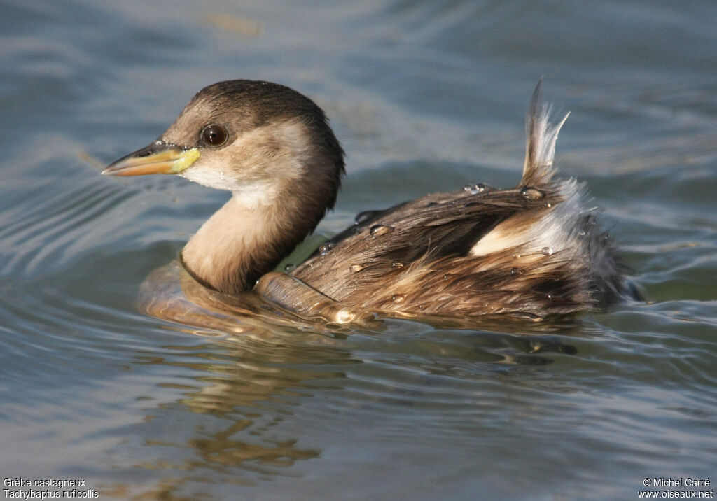 Little Grebeadult post breeding