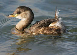 Little Grebe