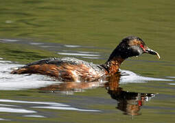 Horned Grebe