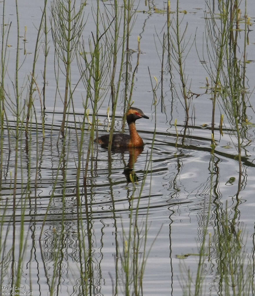 Horned Grebeadult breeding, habitat