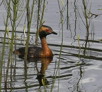 Horned Grebe