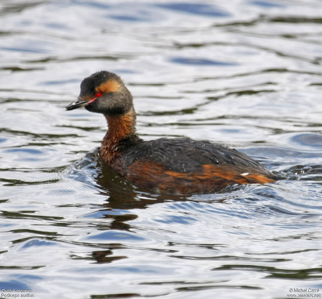 Horned Grebeadult breeding