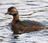 Horned Grebe