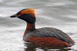 Horned Grebe