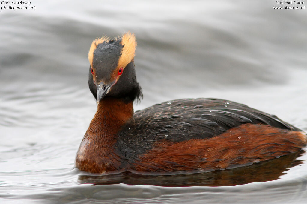 Horned Grebeadult breeding