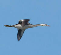 Great Crested Grebe