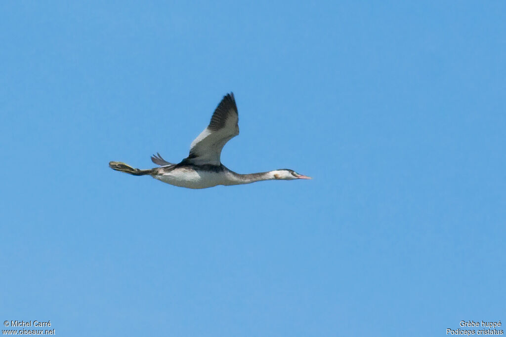 Great Crested Grebeadult post breeding, Flight