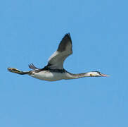 Great Crested Grebe