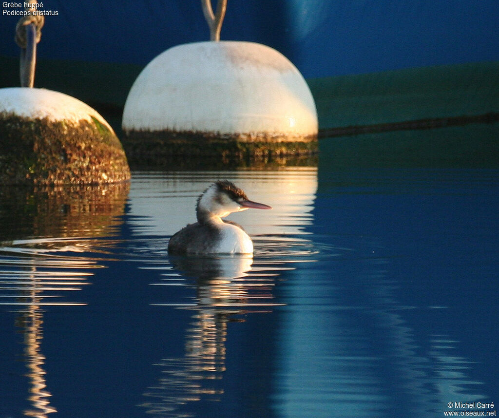 Great Crested Grebeadult post breeding