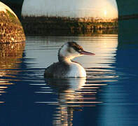 Great Crested Grebe