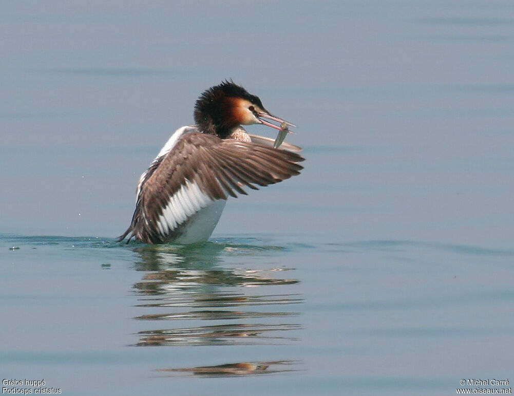 Great Crested Grebeadult breeding