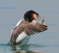 Great Crested Grebe