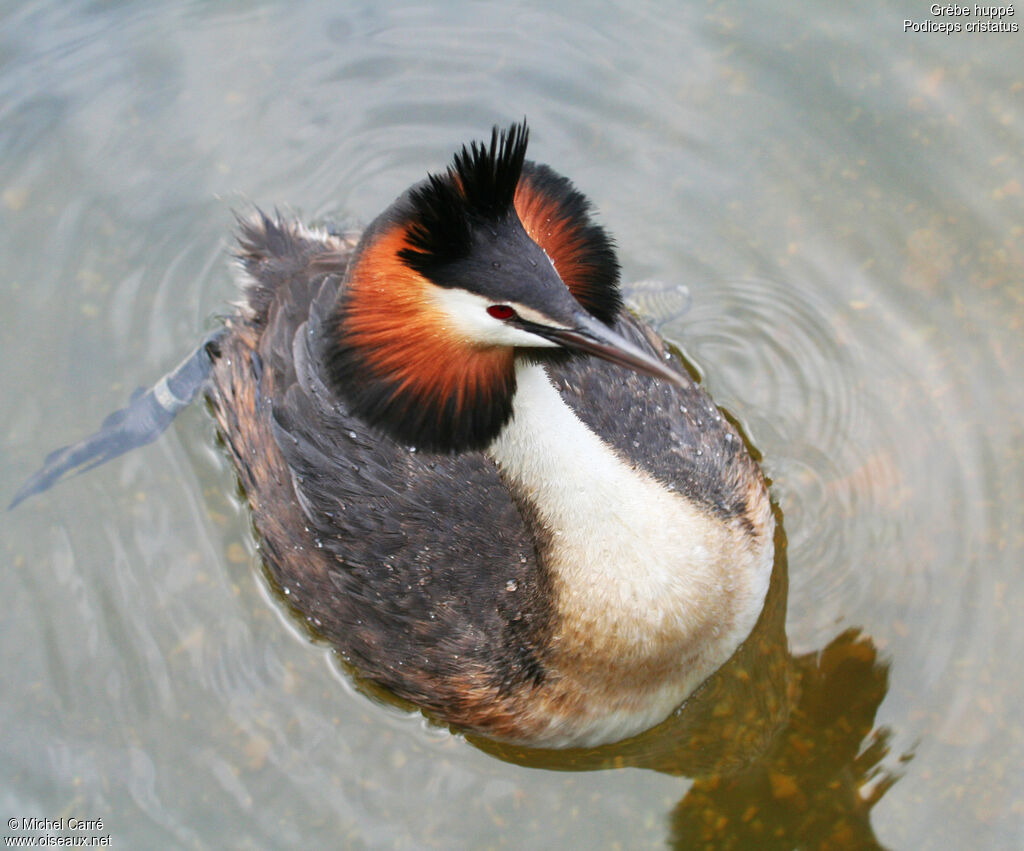 Great Crested Grebe