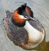 Great Crested Grebe