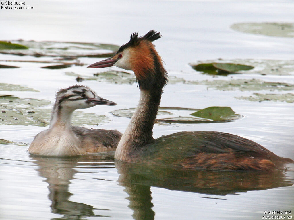 Great Crested Grebe