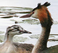 Great Crested Grebe