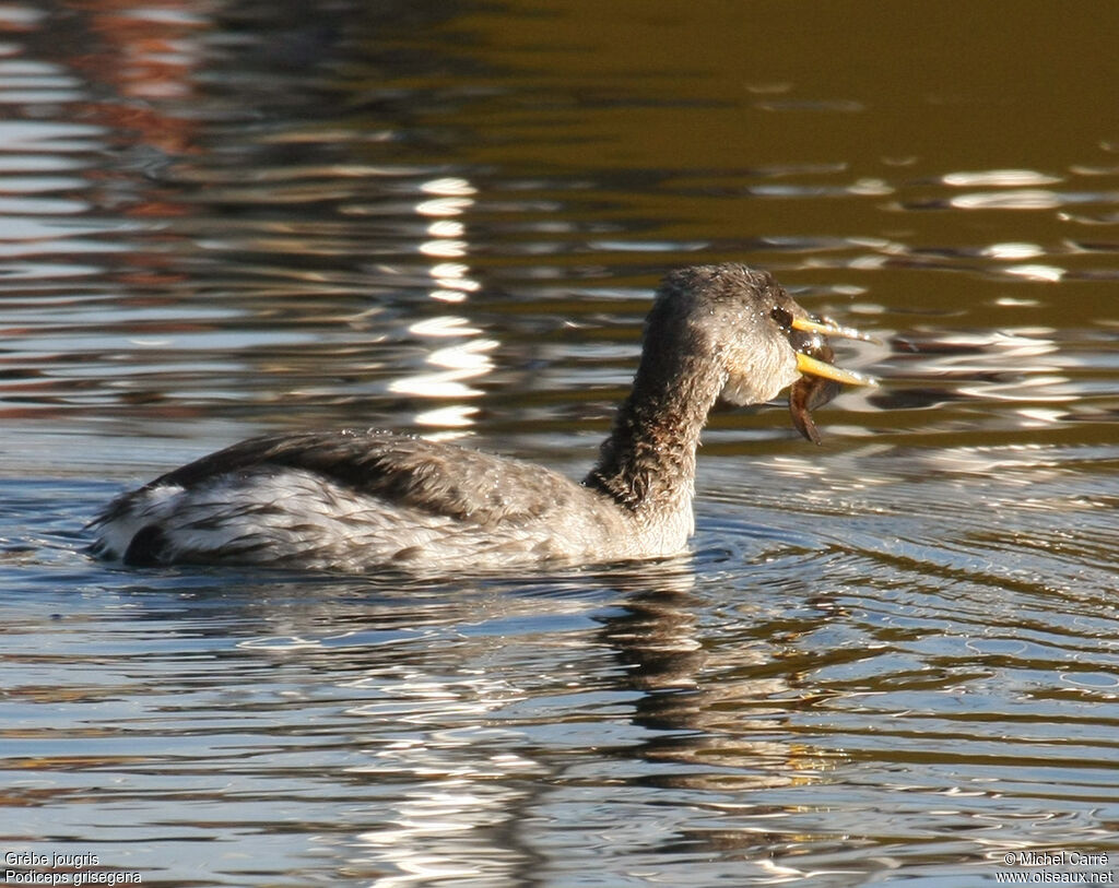 Red-necked Grebeadult post breeding