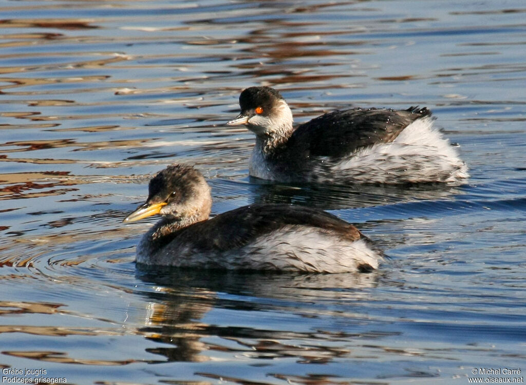 Red-necked Grebeadult post breeding