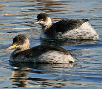 Red-necked Grebe