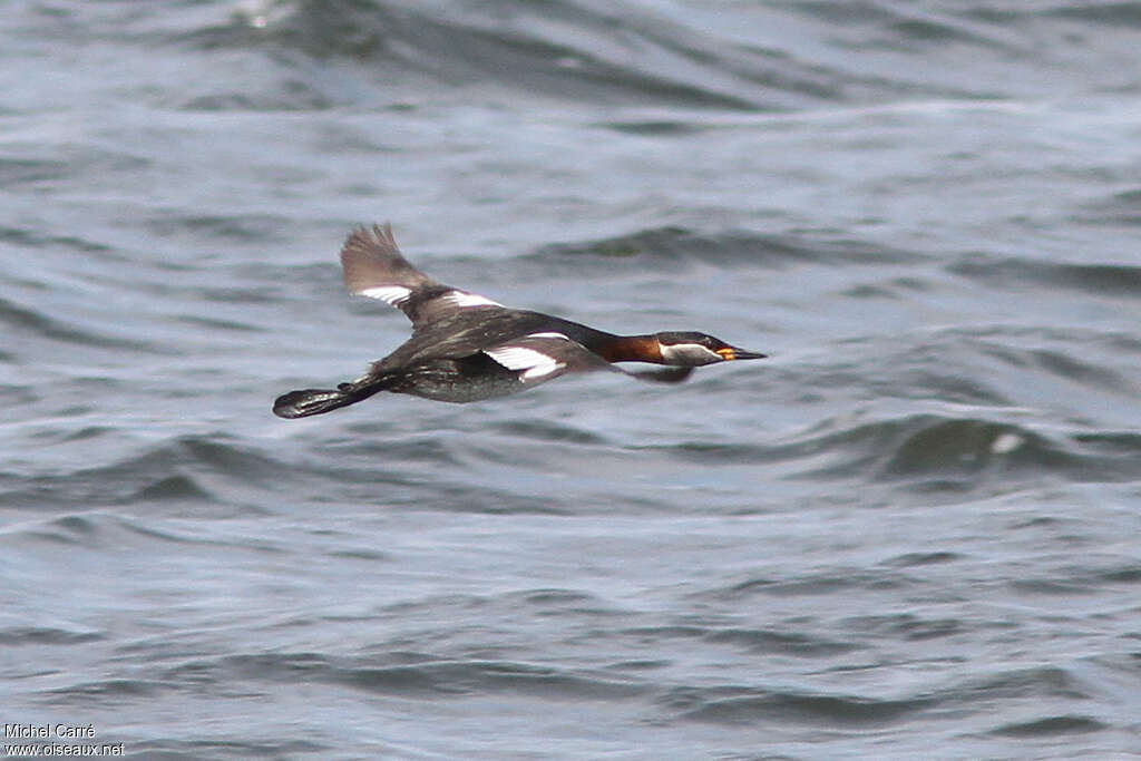 Red-necked Grebeadult, Flight