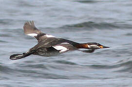 Red-necked Grebe