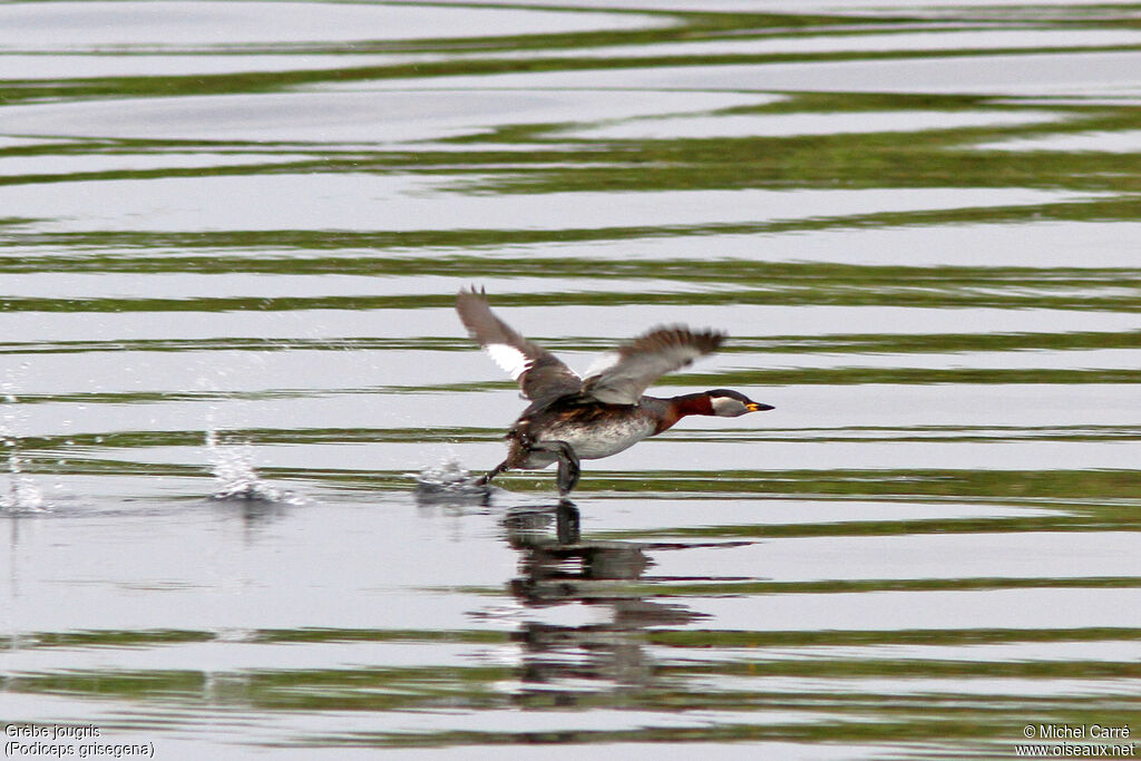 Red-necked Grebe