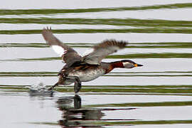 Red-necked Grebe